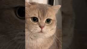 The non-stop moewing machine