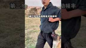 Four steps teach you to look up and follow#dog#Training dogs#Dog training school#Dog owner