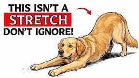 If Your Dog Stretches When They See You, This Is What It Means...
