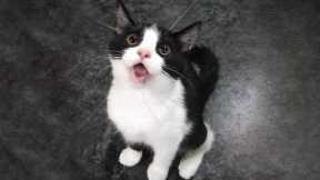 You Laugh, You Lose! 🤣 Funny Cat Videos 2026 😹 Part 127