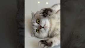 What other tricks can I expect from Sonya?😳 #cat #cats