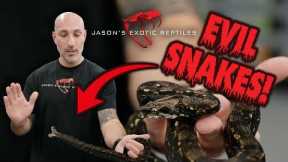 Handling Aggressive Snakes Without Getting Bit — Reading Body Language Like a Pro