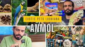 Exotic Pets Ludhiana 🤨 Pets And Birds 🦅 