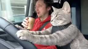 Smart Cats Learn From Their Owners a Little Too Well 😲 Funny Cat Videos