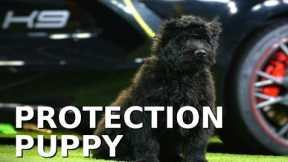 This cute puppy will be a Protection Dog?