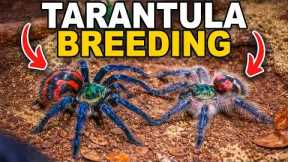 We've Never Tried This Before...(Tarantula Breeding!)