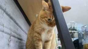 The Most DRAMATIC Cats Ever! 😂 Funny Cat Videos 2026