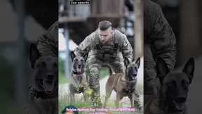 Belgian Malinois Dog Training | Powerful K9 Skills and Discipline 🐕‍🦺🔥 #dog #belgianmalinois #k9