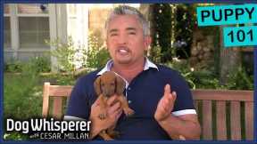 How To Raise The Perfect Puppy | Dog Whisperer With Cesar Millan