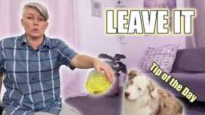 Dog Training Tip of the Day - use containers to proof leave it