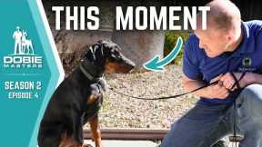 The Moment Dobermans Decide If You're In Charge | Dobie Masters - S2E4