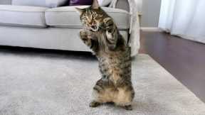 Life’s Never Boring With These Silly CATS! 😹 Funny Cat Videos