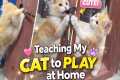 Teaching my cat to play at home|fun