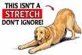 If Your Dog Stretches When They See