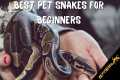 6 Best Snake Pets for Beginners: Easy 
