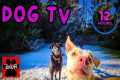 DOG TV 12 Hours 🐕 Adventures for