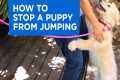 How to Train Your Puppy to Stop