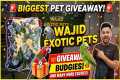 Wajid Exotic Pets has new stock and a 