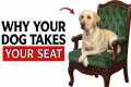 If Your Dog Takes Your Seat, It’s Not 