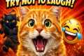Cats Doing Funny Things 😂 | Funny