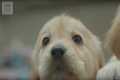CUTE! Puppy Guide Dog Training | The