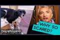 Dog Anxiety SOLVED! | Cesar Millan’s