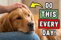 12 Things You Rarely Do for Your Dog