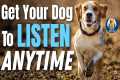 Teach Your Dog To Listen No Matter