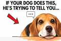 10 Ways Your Dog Is Trying to Talk to 