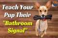 🐾How To Teach Your Puppy To Tell You 