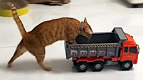 Funny cats with 4% braincell