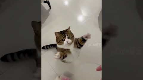 Funny Cats😀#shorts