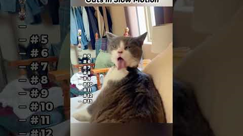 Part 86 | Funny Cats  in Slow Motion ! Funny cat videos #funnycats #funnyanimals #funnypets