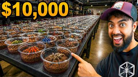 We Got First Pick of $10,000 in Tarantulas!
