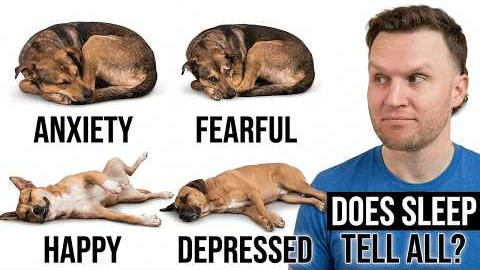 What Your Dog's Sleeping Position Reveals About Their Health, Personality, and Loyalty