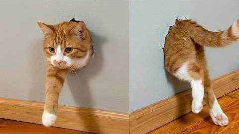 Get a Cat They Said, Life’s Never Boring 🤣 Funny Cat Videos 2025