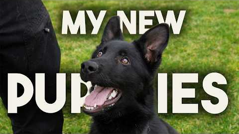 Two puppies I am keeping…for now 🤔