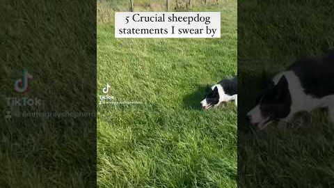 5 #sheepdog #dogtraining #dogwhistle #dog Top tips on sheepdog training