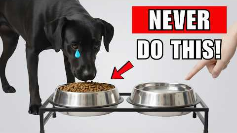 7 DEADLY Mistakes That SHORTEN Your Dog’s Life ( Vets Won’t Tell You)