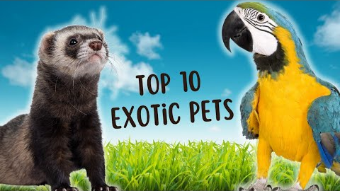 Exotic Pet Favorites: The Top 10 Most Popular Picks Unveiled!