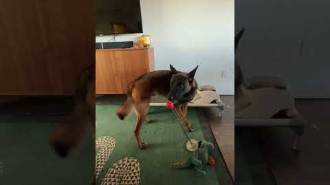 Finn loves his Treat & Train! It’s a dog training tool that you can utilize for a wiiide variety of