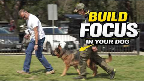 The Secret to Better Training - How to Build Focus with Your Dog