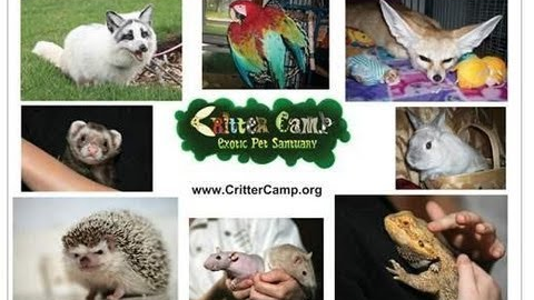 5 Exotic Facts About 5 Exotic Pets