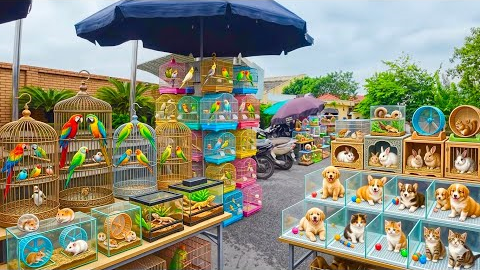 Vietnam Pet Bird Market | Exotic Pets You’ve Never Seen Before