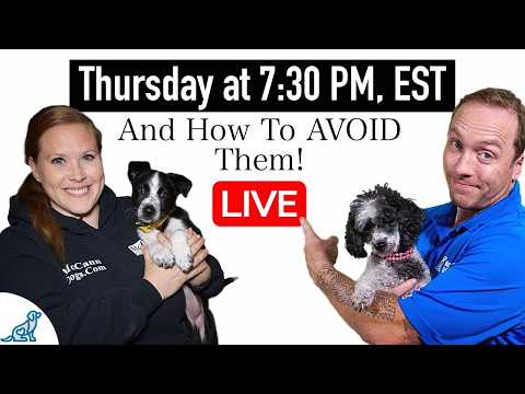 6 COMMON Puppy Training Mistakes That New Dog Owners Make