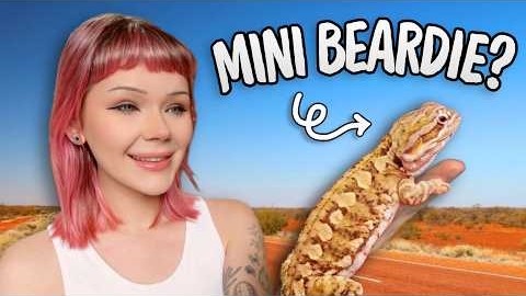 Top 5 Underrated Australian Reptiles...