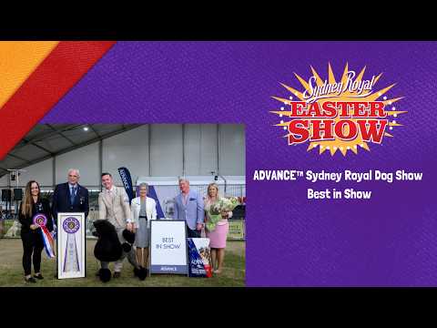 ADVANCE™Sydney Royal Dog Show: Best in Show