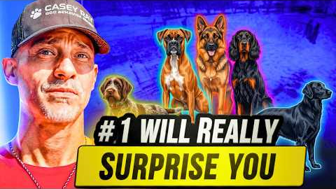 5 Gentle Giants That Are Shockingly Easy to Train