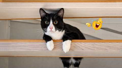 The FUNNIEST Cat Clips on the Internet 😂 SUPER Funny Cat Videos 2026