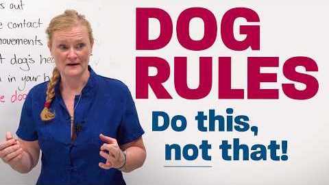 How to Approach a Dog (Without Getting Bitten)